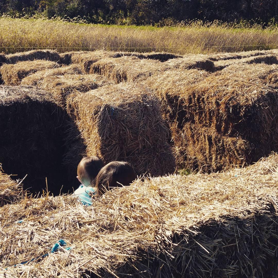 Free babysitting #cornmaze&#8230;